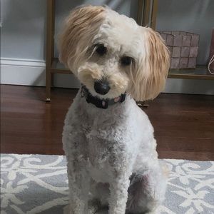 Meet your Posher, Dani